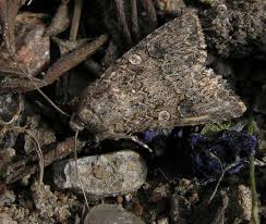 Attēlu rezultāti vaicājumam “Hadula trifolii”