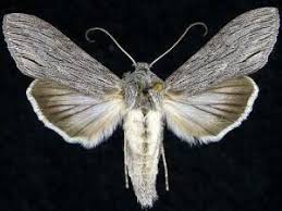 Attēlu rezultāti vaicājumam “Cucullia fraudatrix”