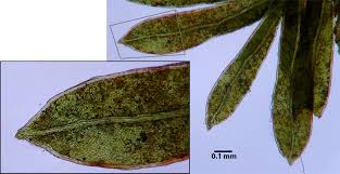 Attēlu rezultāti vaicājumam “Fissidens bryoides sporophyte”