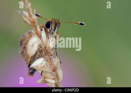 Attēlu rezultāti vaicājumam “Thymelicus lineola underside”