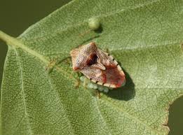 Attēlu rezultāti vaicājumam “Elasmucha grisea imago”