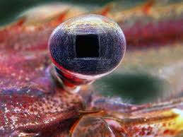 Attēlu rezultāti vaicājumam “Diderma umbilicatum macro”