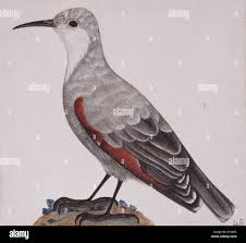 Image result for Tichodroma muraria