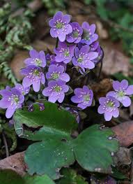 Attēlu rezultāti vaicājumam “Hepatica nobilis fruit”