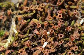 Attēlu rezultāti vaicājumam “Schistidium dupretii”