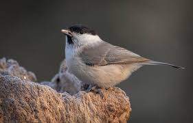 Attēlu rezultāti vaicājumam “Poecile palustris”