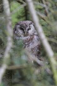 Image result for Aegolius funereus