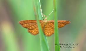 Attēlu rezultāti vaicājumam “Idaea serpentata”