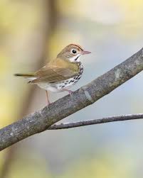 Image result for Seiurus aurocapilla