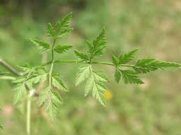 Attēlu rezultāti vaicājumam “Torilis japonica leaf”