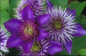 Image result for clematis multi blue