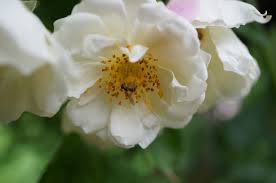 Attēlu rezultāti vaicājumam “Rosaceae”