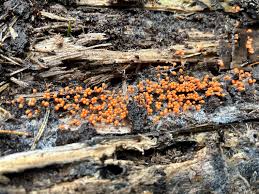 Attēlu rezultāti vaicājumam “Trichia, Hemitrichia sp.”