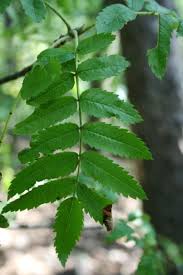 Attēlu rezultāti vaicājumam “Sorbus aucuparia leaf”