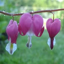 Image result for tränendes Herz