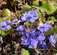 Attēlu rezultāti vaicājumam “Hepatica nobilis leaf”