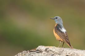 Image result for Monticola saxatilis