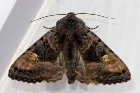 Attēlu rezultāti vaicājumam “Euplexia lucipara”