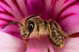 Attēlu rezultāti vaicājumam “macro”