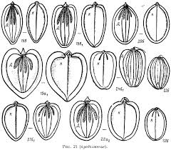 Attēlu rezultāti vaicājumam “Heracleum sosnowskyi fruit”