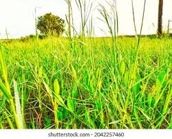 Attēlu rezultāti vaicājumam “Gramineae”