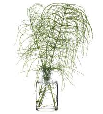 Attēlu rezultāti vaicājumam “Equisetum pratense”