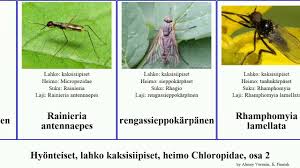 Attēlu rezultāti vaicājumam “Tetanops myopina”