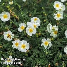 Attēlu rezultāti vaicājumam “Helianthemum x hybridum flower”