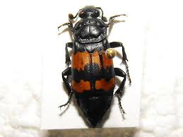 Attēlu rezultāti vaicājumam “Nicrophorus investigator”