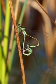 Attēlu rezultāti vaicājumam “Coenagrion armatum”