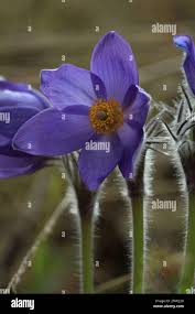 Attēlu rezultāti vaicājumam “Pulsatilla patens”