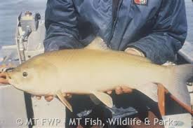 Image result for Ictiobus cyprinellus