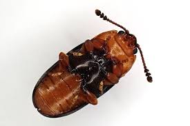 Attēlu rezultāti vaicājumam “Triplax russica”