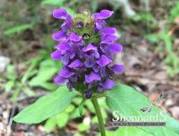 Attēlu rezultāti vaicājumam “Prunella vulgaris leaf”