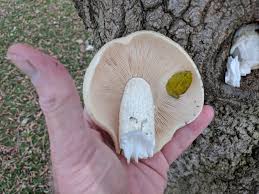 Attēlu rezultāti vaicājumam “Hypsizygus ulmarius”