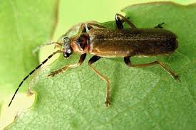 Attēlu rezultāti vaicājumam “Cantharis figurata”