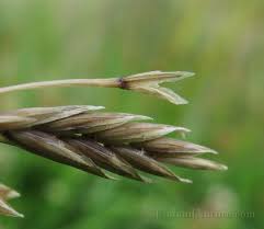 Attēlu rezultāti vaicājumam “Festuca pratensis”