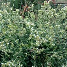 Image result for Stevia rebaudiana