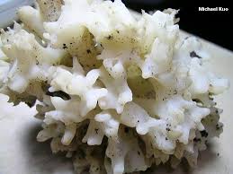 Attēlu rezultāti vaicājumam “Tremella ramalinae”