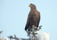 Image result for Haliaeetus albicilla