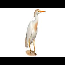 Attēlu rezultāti vaicājumam “Bubulcus ibis”