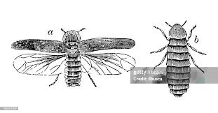 Attēlu rezultāti vaicājumam “Lampyris noctiluca”