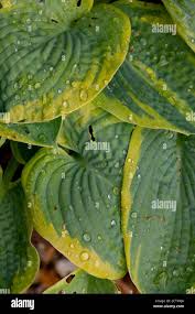 Attēlu rezultāti vaicājumam “Hosta sp. leaf”