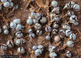 Attēlu rezultāti vaicājumam “Badhamia affinis spores”