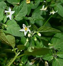 Attēlu rezultāti vaicājumam “Solanum nigrum flower”