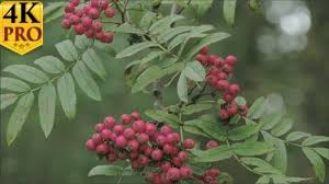 Attēlu rezultāti vaicājumam “Sorbus aucuparia fruit”