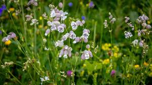 Image result for Silene vulgaris