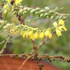 Attēlu rezultāti vaicājumam “Melilotus wolgicus”