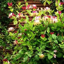 Attēlu rezultāti vaicājumam “Lonicera”