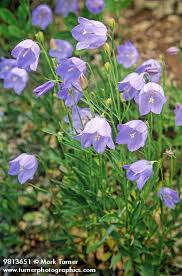 Attēlu rezultāti vaicājumam “Campanula rotundifolia”